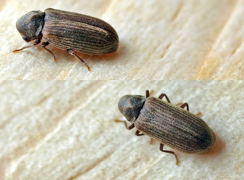 Bed Bug treatment Norfolk and Suffolk
