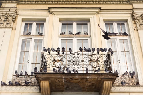 Pigeon and Gull problem on buidings