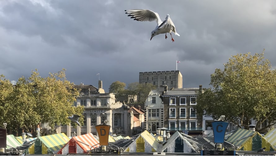 pigeon and gull control for Norfolk and Suffolk